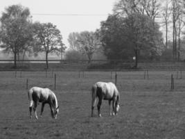 hästar på en tysk äng foto