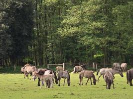 vilda hästar i Westfalen foto