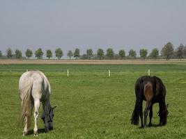 hästar på vår tid i Tyskland foto