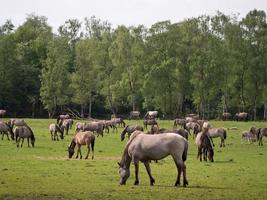 vilda hästar i Westfalen foto