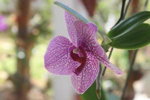 lila orkide. selektiv fokus av rosa doritaenopsis phalaenopsis orkidéer i de trädgård med suddig bakgrund. foto