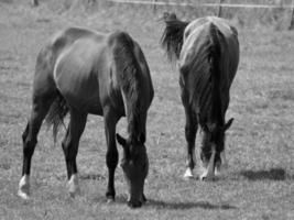 hästar på äng i Tyskland foto