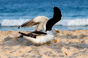 rio de Janeiro, rj, Brasilien, 2022 - seagulls på grumari strand, ett av de vildaste stränder i rio de janeiro foto