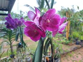 selektiv fokus av skön vanda ren vax rosa orkide i trädgård på suddig bakgrund. annan namn är bitz's hjärta x dr. anek, vanda kasems glädje och vanda dr. anek somsri. foto