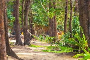 skön naturlig landskap och tropisk skog phuket ö thailand. foto