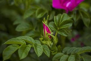 en buske med rosa reste sig blommor. närbild med en kopia av de Plats, använder sig av de naturlig landskap som de bakgrund. naturlig tapet. selektiv fokus. foto