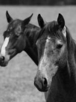 hästar i Tyskland foto