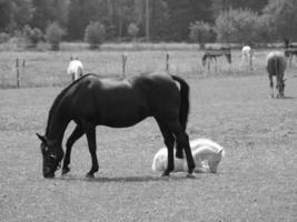 många hästar i Tyskland foto