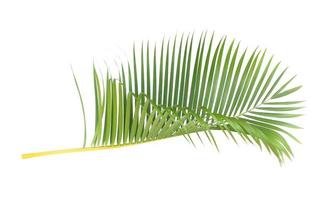 livliga tropiska palmblad foto
