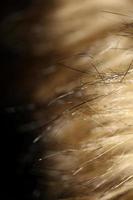 artificiell brun vinter- jacka hårstrån stänga upp bakgrund stock fotografi hög kvalitet stor storlek skriva ut foto