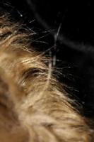 artificiell brun vinter- jacka hårstrån stänga upp bakgrund stock fotografi hög kvalitet stor storlek skriva ut foto
