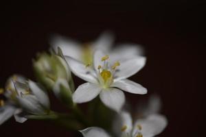 vit stjärna blomma blomstrande stänga upp botanisk bakgrund ornithogalum familj asparagaceae stor storlek hög kvalitet skriva ut foto