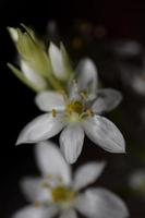 vit stjärna blomma blomstrande stänga upp botanisk bakgrund ornithogalum familj asparagaceae stor storlek hög kvalitet skriva ut foto