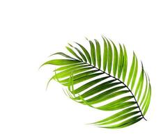 krökt tropiskt palmblad foto