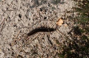 makrothylaci rubi - brombeerspinnare - räv fjäril i de natur boka fischbeker ljung foto