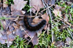 makrothylaci rubi - brombeerspinnare - räv fjäril i de natur boka fischbeker ljung foto