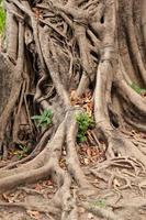 rot av ett träd i Thailand foto
