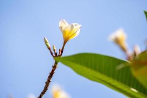 frangipani, plumeria, tempel träd, kyrkogård på träd blå himmel bakgrund foto