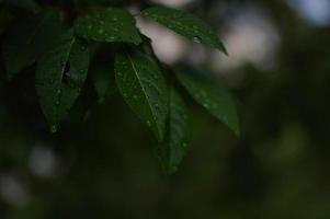 grön löv med vatten droppar efter regn foto