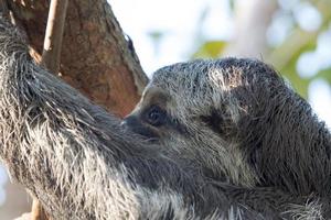 lättja hängande från en träd i de amazon regnskog i amazonia, Brasilien foto