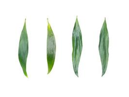 fyra gröna blad