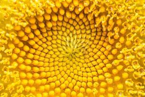 närbild av en gul blomma foto