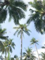palmer under dagen med blå himmel foto