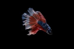 vacker färgglad siamesisk bettafisk foto