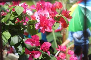 rosa bougainvillea blommor blomning i de dagtid på en fläck bakgrund foto