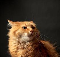 porträtt av en rödhårig vuxen katt med en stor mustasch, stänga upp foto