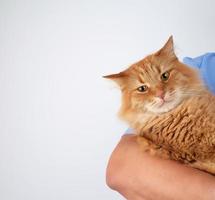 porträtt av ett vuxen katt, stänga upp foto