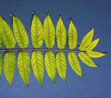 träd gren ailanthus altissima med gul löv på en svart bakgrund foto