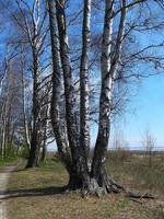 björk träd i de skog. foto