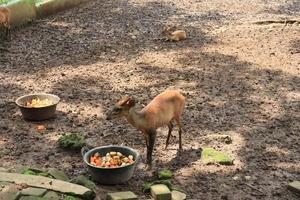 en rådjur är underhållande turister med dess verkan på de semarang Zoo. foto