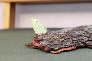 kohlweissling schmetterling frisch geschluepft foto