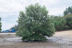 mangrove träd på de strand foto