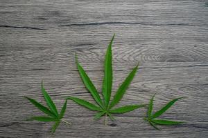 cannabis löv på brun trä- bakgrund. foto