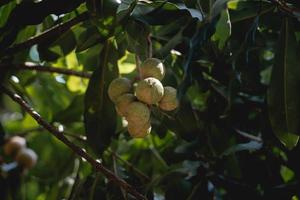 klunga av macadamia nötter hängande på träd. foto