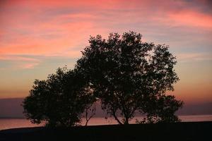 silhuett av ett träd på strandsidan bakgrund av en orange himmel under solnedgång eller skymningstid foto
