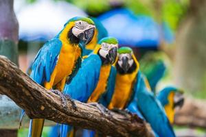 grupp färgglada papegojor