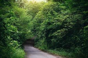 asfaltväg i en skog med gröna träd