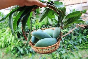 läckra gröna mango i en träkorg från en mangogård foto