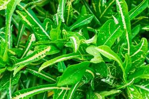 gröna blad med regndroppar foto