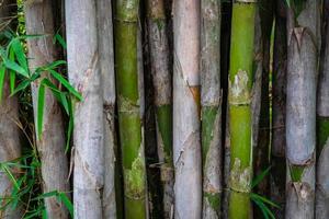 naturlig bambubakgrund