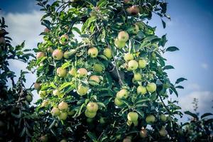 äpple träd i de gammal landa Nästa till hamburg foto