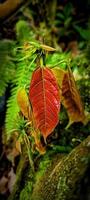 ung kakao löv är brunaktig röd i Färg. foto