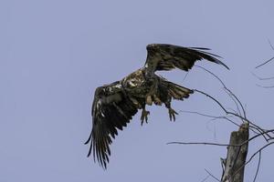 en juvenil skallig Örn flugor från dess abborre i Ontario, Kanada. foto