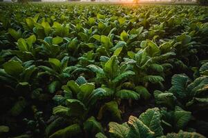 landskap av tobak plantage med solljus på solnedgång tid foto