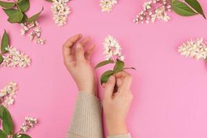 kvinna händer och små vit blommor på en rosa bakgrund foto