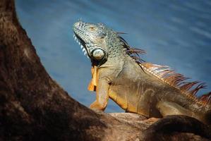 leguan är en släkte av ödla den där liv i de tropikerna. anolis carolinensis eller grön anole är en arter av trädboning anole ödla, makro ödla, makro leguan, natur foto